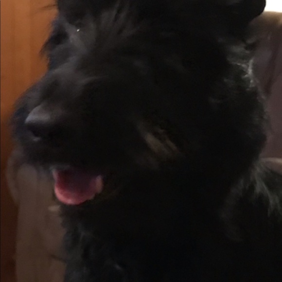 Meet your Posher, Tracie - Picture 3 of 8